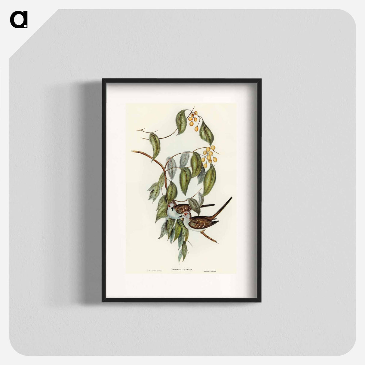 Graceful Ground Dove
 - オーストラリアの鳥 Poster.