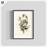 Graceful Ground Dove
 - オーストラリアの鳥 Poster.