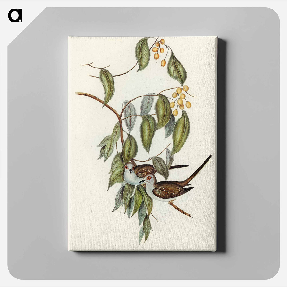 Graceful Ground Dove
 - オーストラリアの鳥 Canvas.