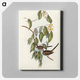 Graceful Ground Dove
 - オーストラリアの鳥 Canvas.