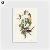 アートポストカード-Graceful Ground Dove
 - オーストラリアの鳥 Postcard.