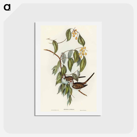 アートポストカード-Graceful Ground Dove
 - オーストラリアの鳥 Postcard.