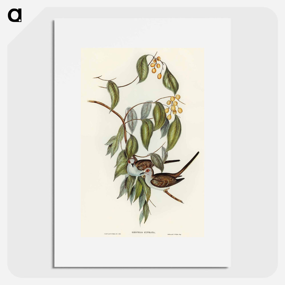 Graceful Ground Dove
 - オーストラリアの鳥 Poster.