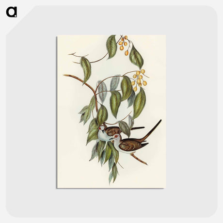 アートポストカード-Graceful Ground Dove
 - オーストラリアの鳥 Postcard.