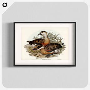 アートポスター-Whistling Duck
 - ジョン グールド Poster.