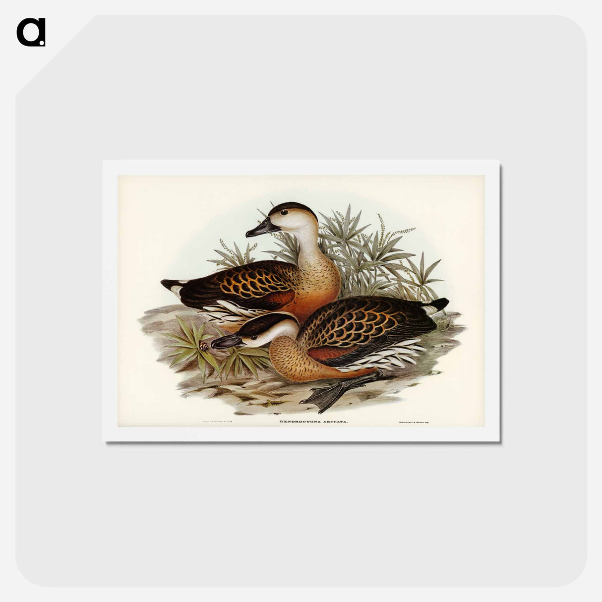 アートポストカード-Whistling Duck
 - ジョン グールド Postcard.