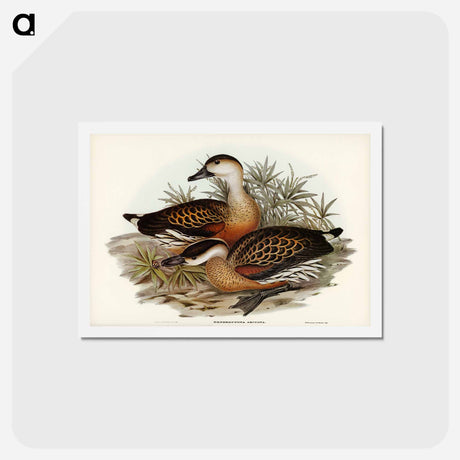 アートポストカード-Whistling Duck
 - ジョン グールド Postcard.