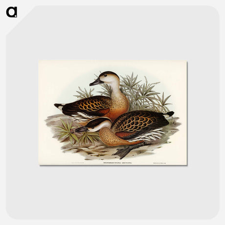 アートポストカード-Whistling Duck
 - ジョン グールド Postcard.