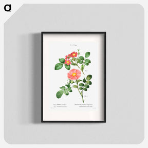 アートポスター-Redleaf rose (Rosa rubrifolia) 2. Japanese rose (Rosa kamtchatica) - ピエール ジョゼフ ルドゥーテ Poster.