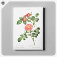 5-80_Pierre-Joseph-Redoute_canvas