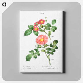 アートパネル-Redleaf rose (Rosa rubrifolia) 2. Japanese rose (Rosa kamtchatica) - ピエール ジョゼフ ルドゥーテ Canvas.