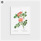 アートポストカード-Redleaf rose (Rosa rubrifolia) 2. Japanese rose (Rosa kamtchatica) - ピエール ジョゼフ ルドゥーテ Postcard.