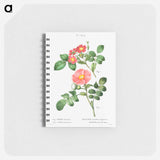 Redleaf rose (Rosa rubrifolia) 2. Japanese rose (Rosa kamtchatica) - ピエール ジョゼフ ルドゥーテ Memo.