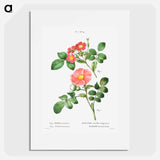 Redleaf rose (Rosa rubrifolia) 2. Japanese rose (Rosa kamtchatica) - ピエール ジョゼフ ルドゥーテ Poster.