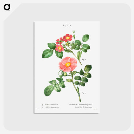 アートポストカード-Redleaf rose (Rosa rubrifolia) 2. Japanese rose (Rosa kamtchatica) - ピエール ジョゼフ ルドゥーテ Postcard.