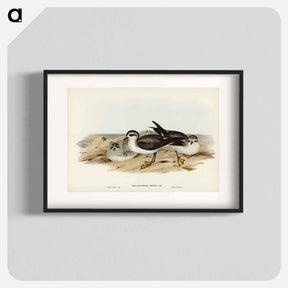 アートポスター-White-faced Storm Petrel
 - オーストラリアの鳥 Poster.