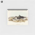 アートメモ帳-White-faced Storm Petrel
 - オーストラリアの鳥 Memo.
