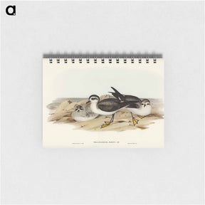 アートメモ帳-White-faced Storm Petrel
 - オーストラリアの鳥 Memo.
