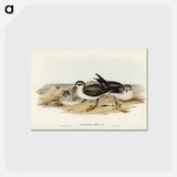 アートポストカード-White-faced Storm Petrel
 - オーストラリアの鳥 Postcard.