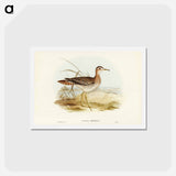 アートポストカード-Bartram's Sandpiper
 - ジョン グールド Postcard.