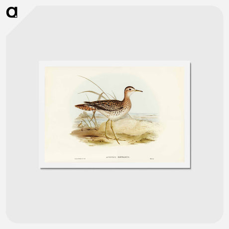 アートポストカード-Bartram's Sandpiper
 - ジョン グールド Postcard.