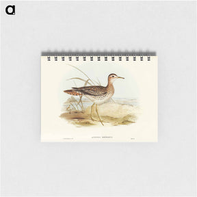 アートメモ帳-Bartram's Sandpiper
 - ジョン グールド Memo.