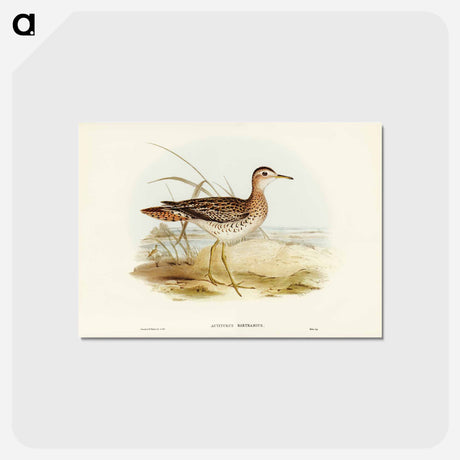 アートポストカード-Bartram's Sandpiper
 - ジョン グールド Postcard.