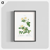 White Rose of York - Scotch Rose - Pierre Joseph Redouté Poster.