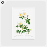 アートポストカード-White Rose of York - Scotch Rose - ピエール ジョゼフ ルドゥーテ Postcard.