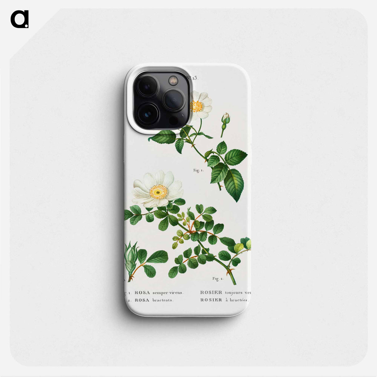 White Rose of York - Scotch Rose - ピエール ジョゼフ ルドゥーテ Phone Case.