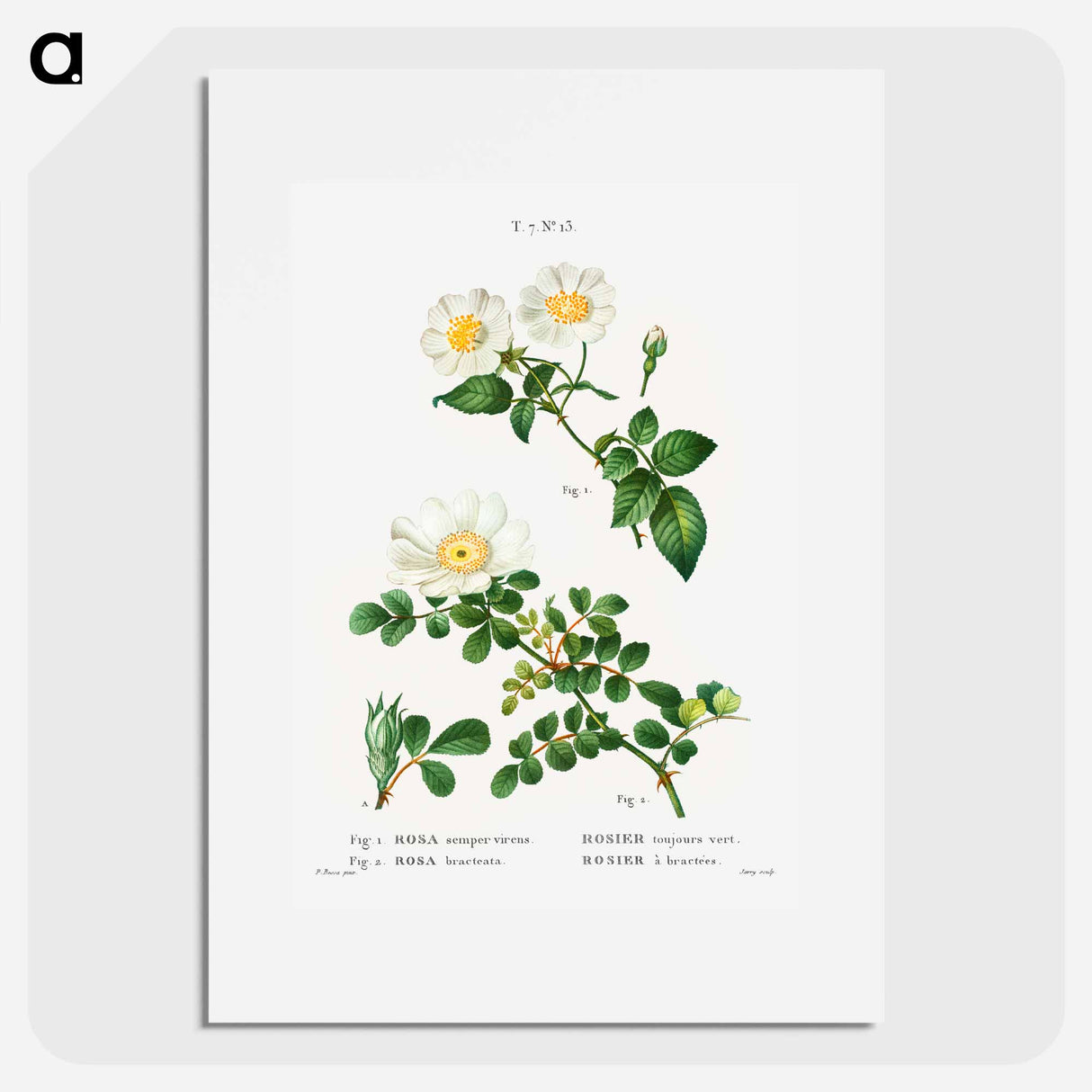 White Rose of York - Scotch Rose - Pierre Joseph Redouté Poster.