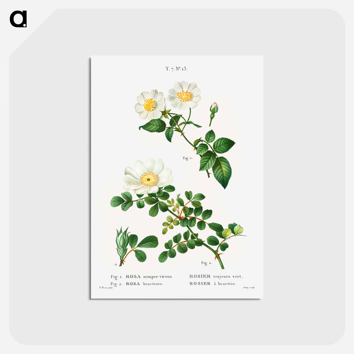 アートポストカード-White Rose of York - Scotch Rose - ピエール ジョゼフ ルドゥーテ Postcard.