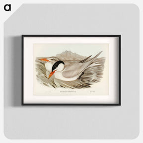 アートポスター-Powerful Tern
 - オーストラリアの鳥 Poster.