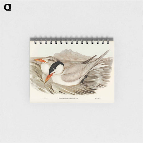 アートメモ帳-Powerful Tern
 - オーストラリアの鳥 Memo.