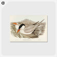 アートポストカード-Powerful Tern
 - オーストラリアの鳥 Postcard.