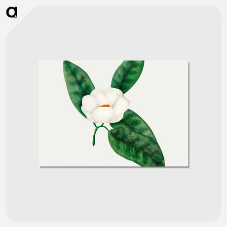 アートポストカード-Magnolia
 - クリーブランド美術館 Postcard.