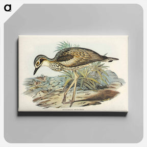 アートパネル-Southern Stone-Plover
 - ジョン グールド Canvas.