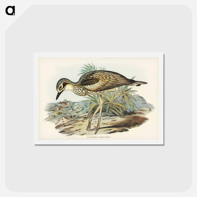 アートポストカード-Southern Stone-Plover
 - ジョン グールド Postcard.