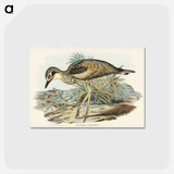 アートポストカード-Southern Stone-Plover
 - ジョン グールド Postcard.