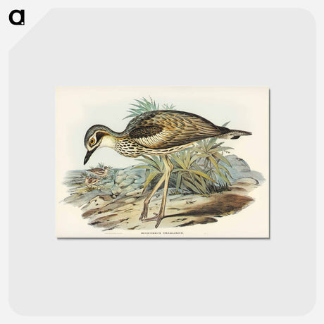アートポストカード-Southern Stone-Plover
 - ジョン グールド Postcard.