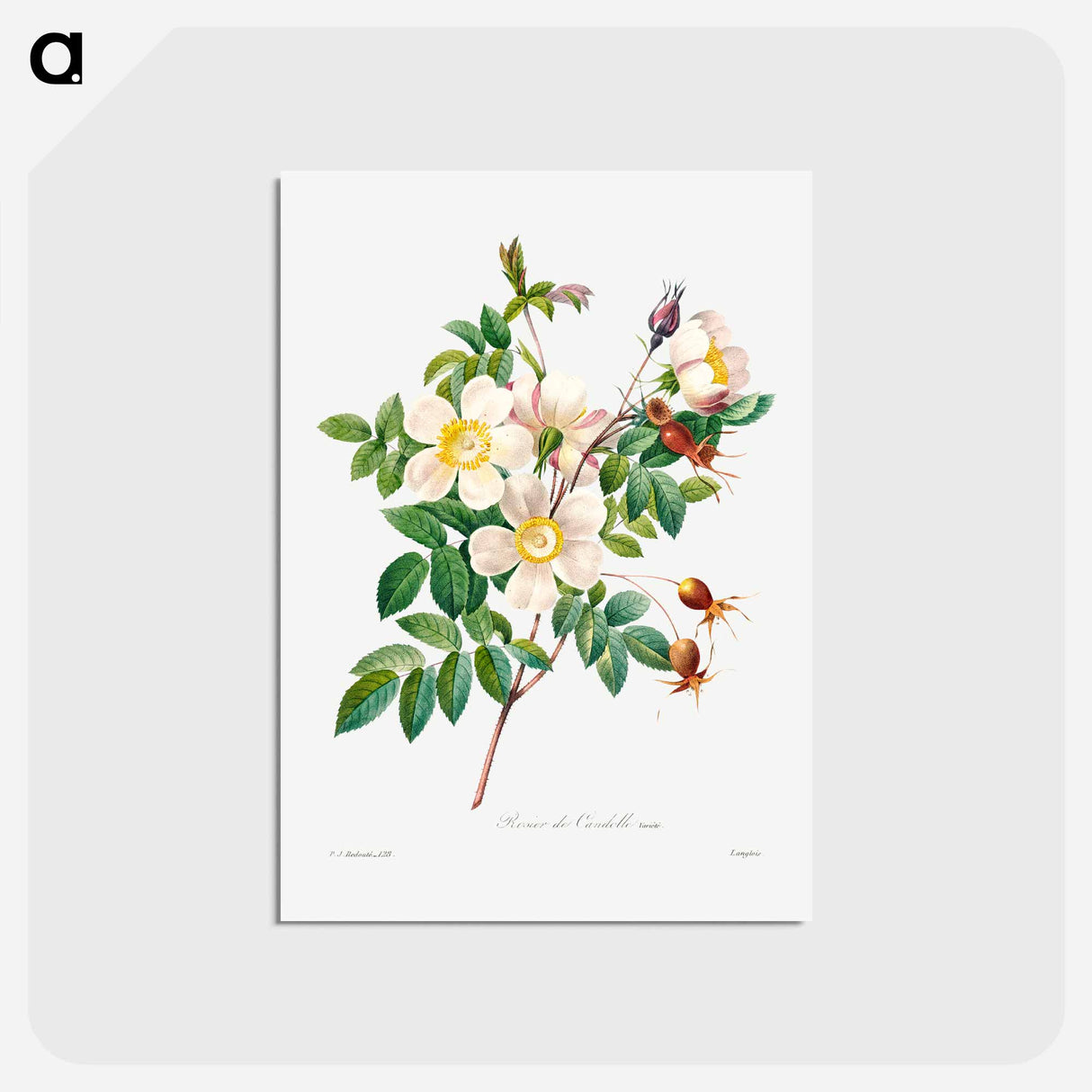 アートポストカード-White rose of york - ピエール ジョゼフ ルドゥーテ Postcard.