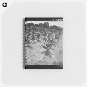 アートメモ帳-Zollie Lyon's tobacco - ドロテア ラング Memo.