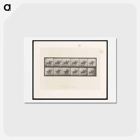 アートポストカード-Man on Horse
 - エドワード マイブリッジ Postcard.