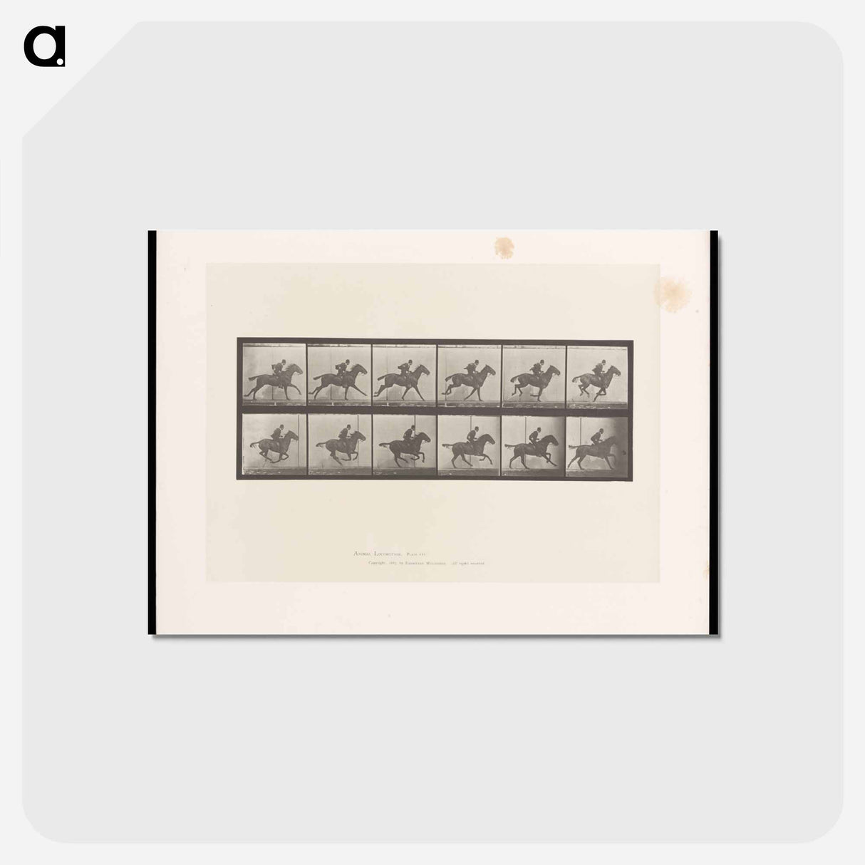 アートポストカード-Man on Horse
 - エドワード マイブリッジ Postcard.