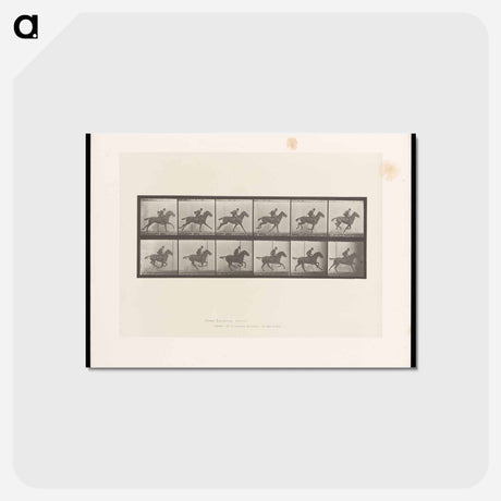 アートポストカード-Man on Horse
 - エドワード マイブリッジ Postcard.