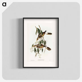 アートポスター-Luteous Honey-eater
 - ジョン グールド Poster.