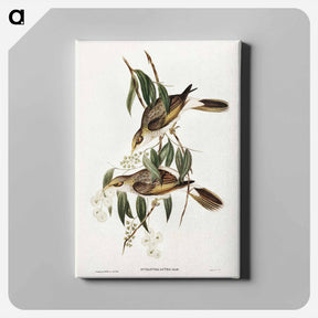 アートパネル-Luteous Honey-eater
 - ジョン グールド Canvas.