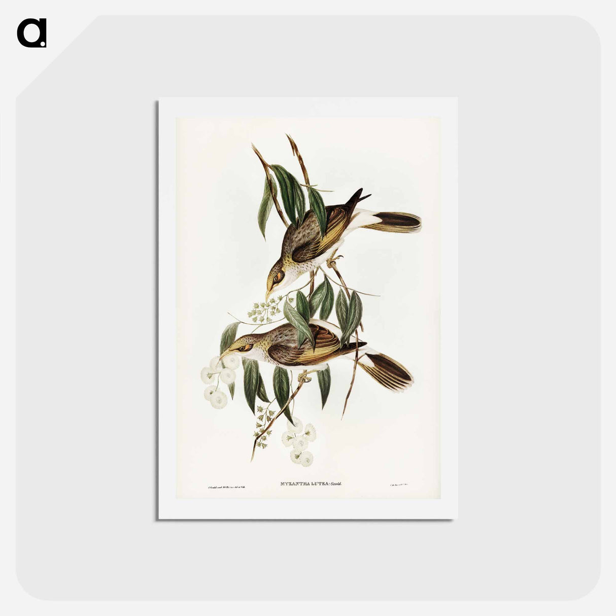 アートポストカード-Luteous Honey-eater
 - ジョン グールド Postcard.