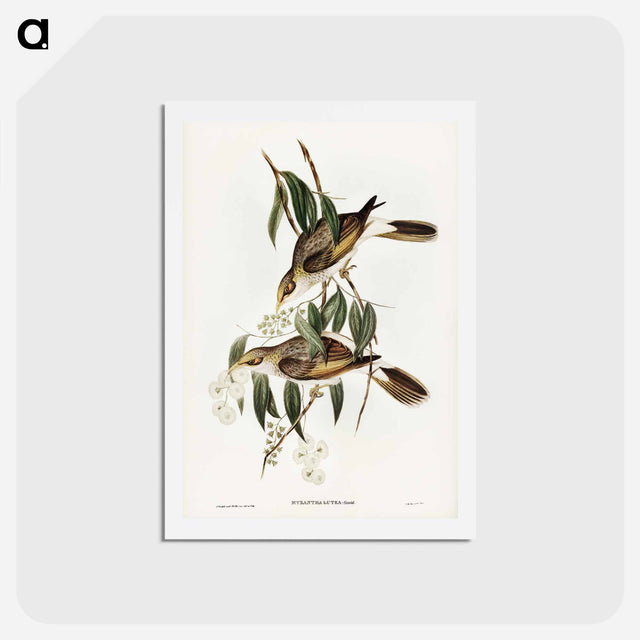 アートポストカード-Luteous Honey-eater
 - ジョン グールド Postcard.