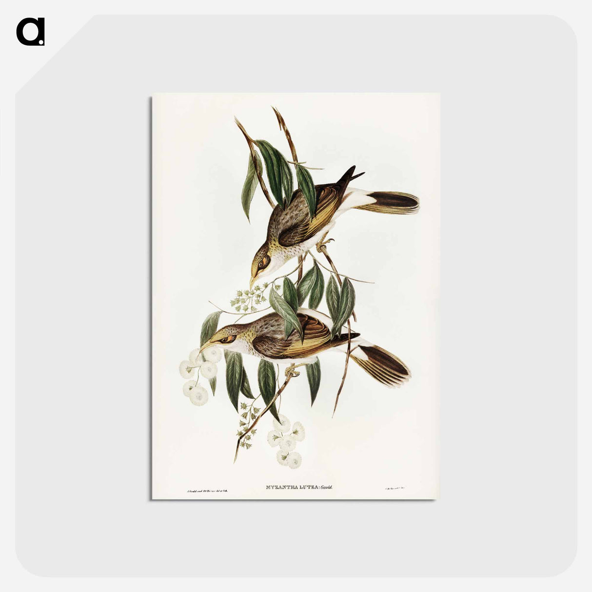 アートポストカード-Luteous Honey-eater
 - ジョン グールド Postcard.